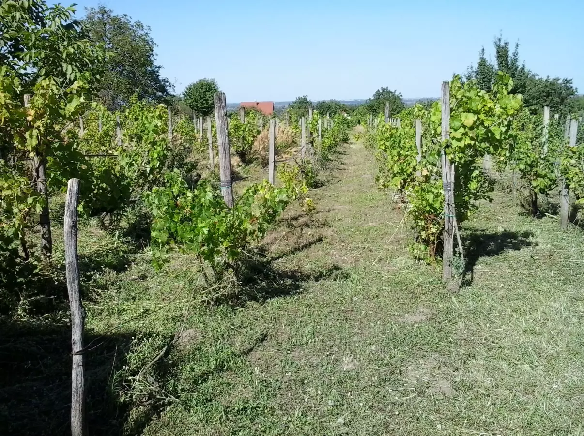 Ipariéslakosságizöldterületekkarbantartása,Halásztelek,Magyarország2 Ipariéslakosságizöldterületekkarbantartása,Halásztelek,Magyarország2