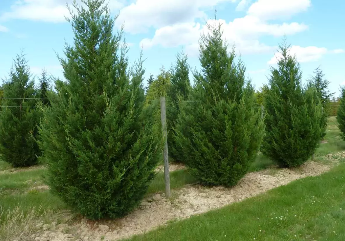 Kertépítésiésparképítésiszolgáltatás,Tótvázsony,Magyarország2 Kertépítésiésparképítésiszolgáltatás,Tótvázsony,Magyarország2