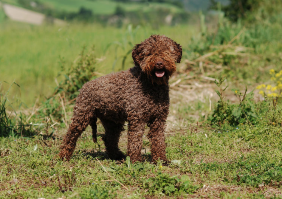 Lagotto_romagnolo_kutyatenyésztés_Érd
