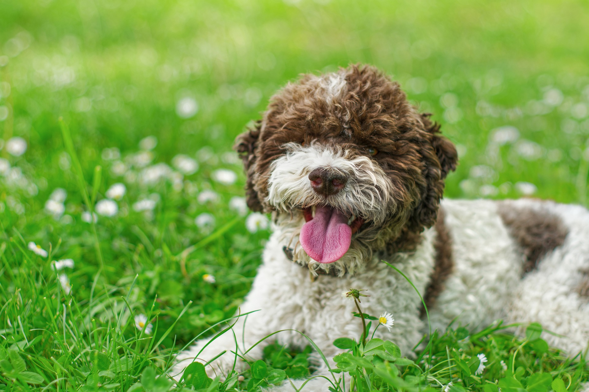 Lagotto_romagnolo_kutyatenyésztés_Érd2