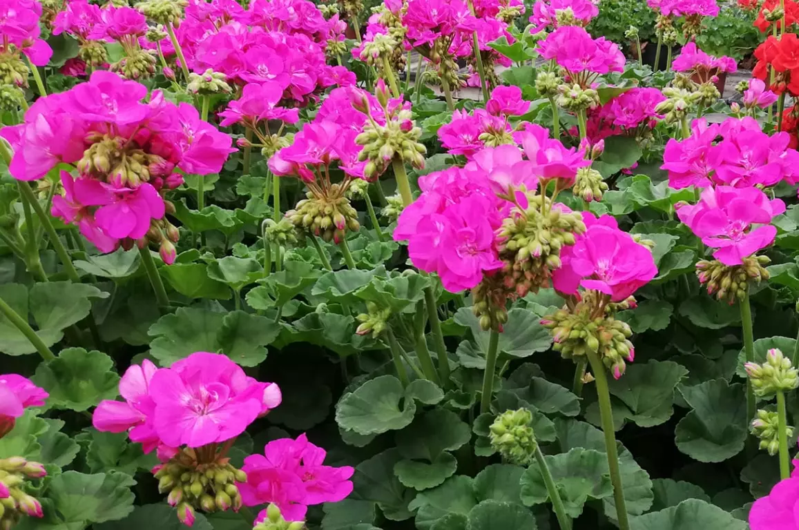 Legjobb_kertészet_Tiszakécske