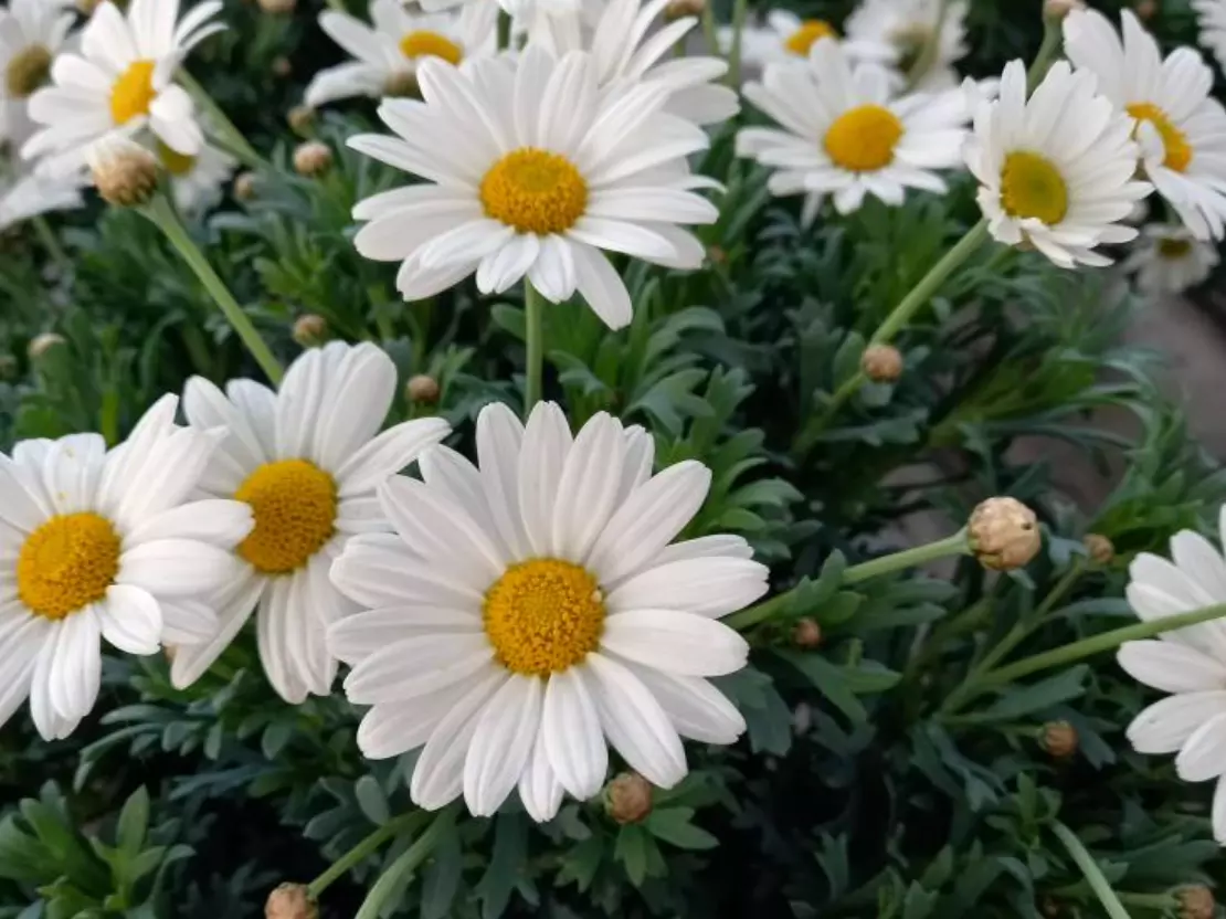 Legjobb_kertészet_Tiszakécske2