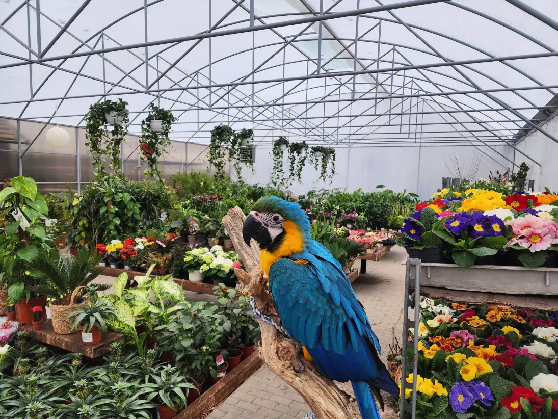 Legjobbkertészet,Hódmezővásárhely1 Legjobbkertészet,Hódmezővásárhely1