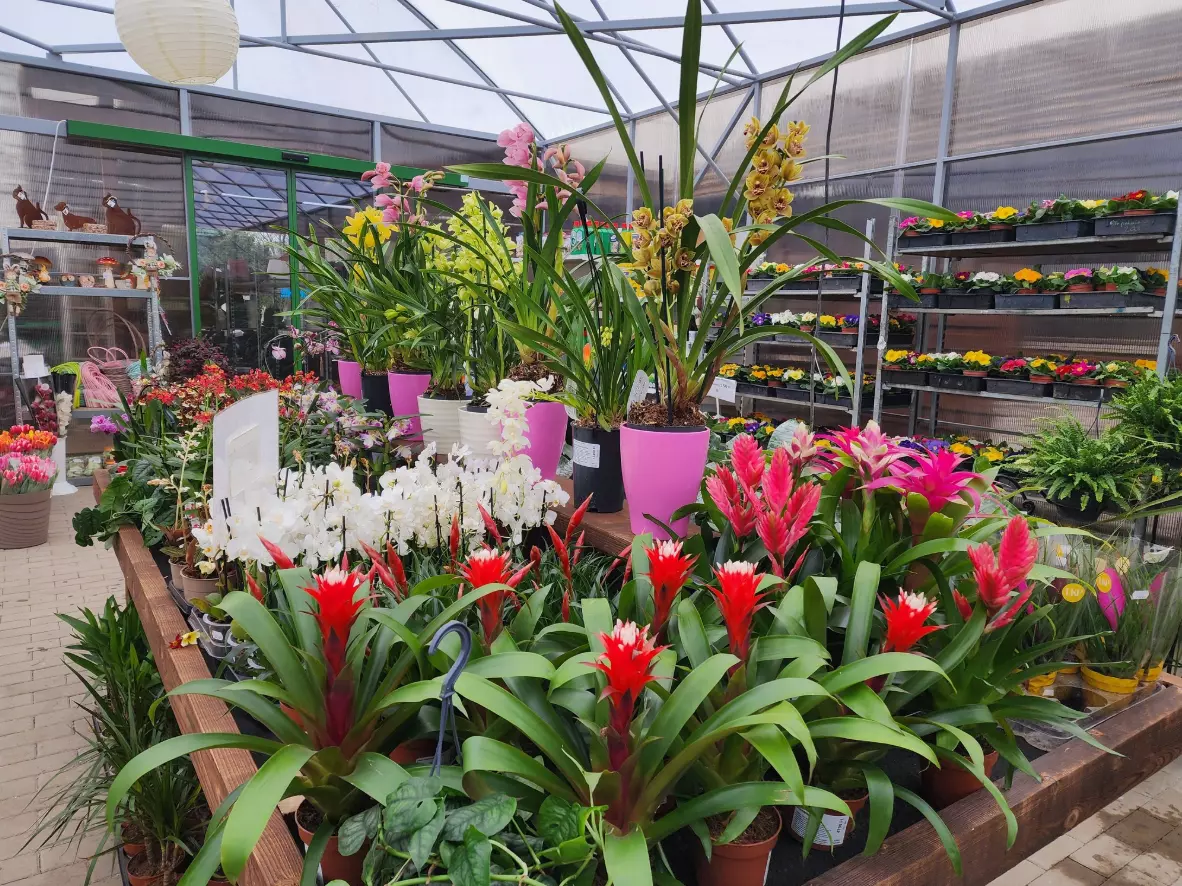 Legjobbkertészet,Hódmezővásárhely2 Legjobbkertészet,Hódmezővásárhely2