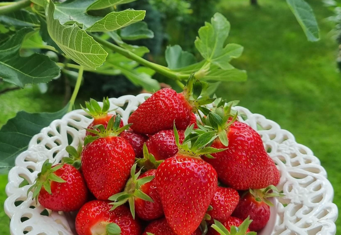 Megbízható_mezőgazdasági_termék_betakarító_Jászapáti1