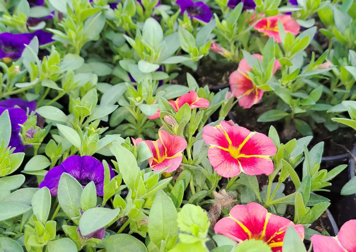 Profi_kertépítő_Borsod_Abaúj_Zemplén_megye2