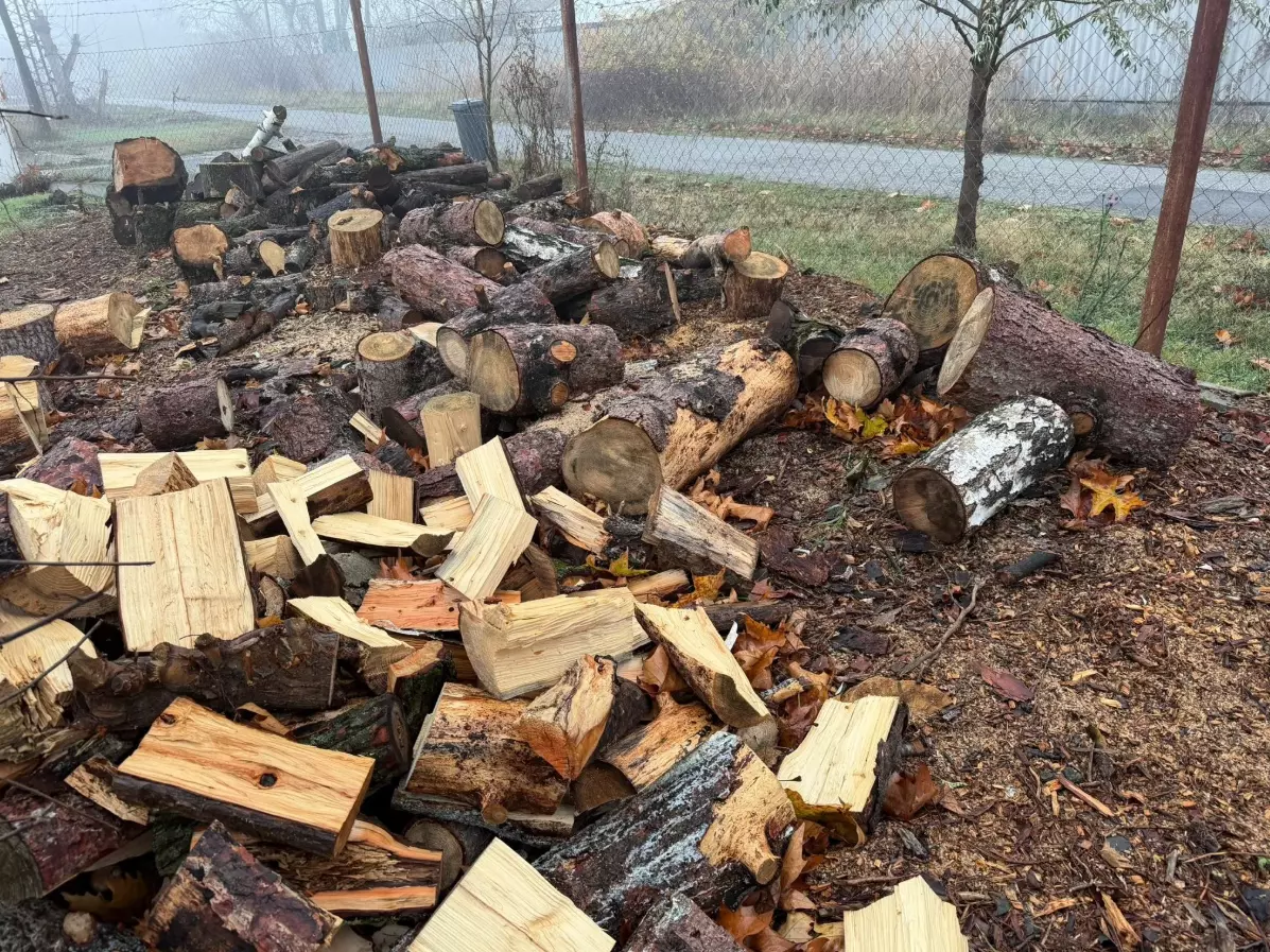 Veszélyesfakivágás,Csongrádmegye1 Veszélyesfakivágás,Csongrádmegye1