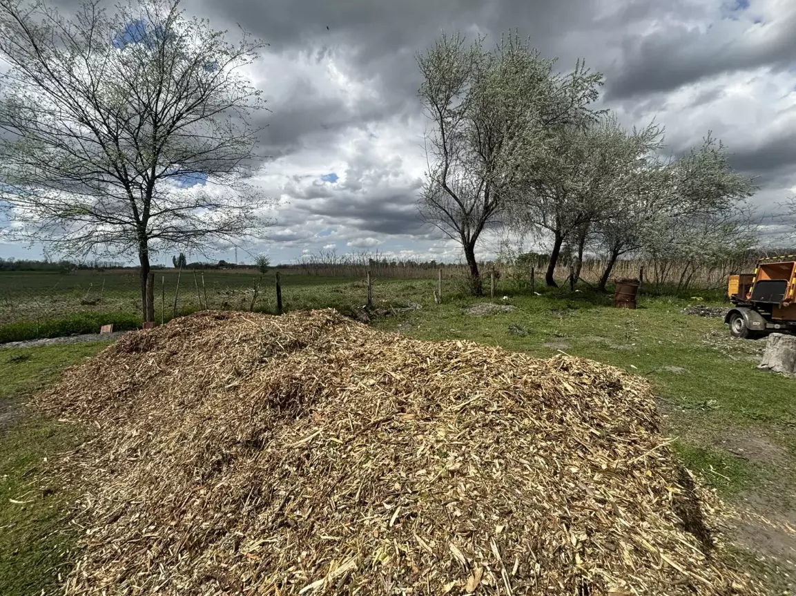 Veszélyesfakivágás,Csongrádmegye2 Veszélyesfakivágás,Csongrádmegye2