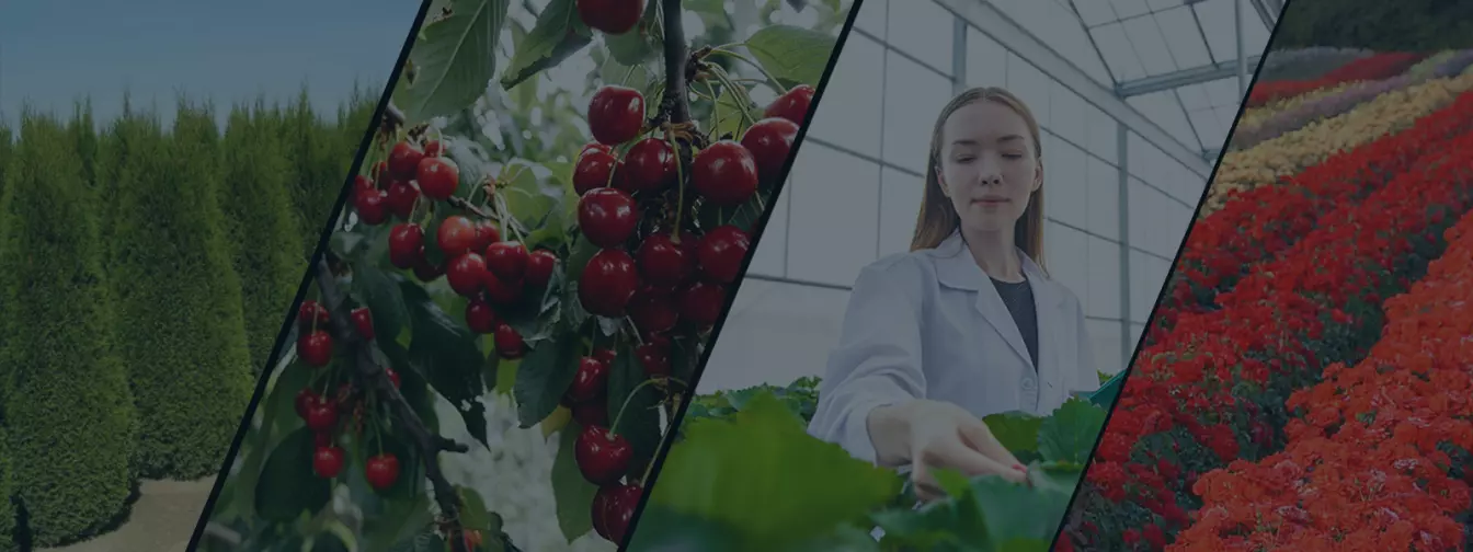 Faiskolák és kertészeti központok