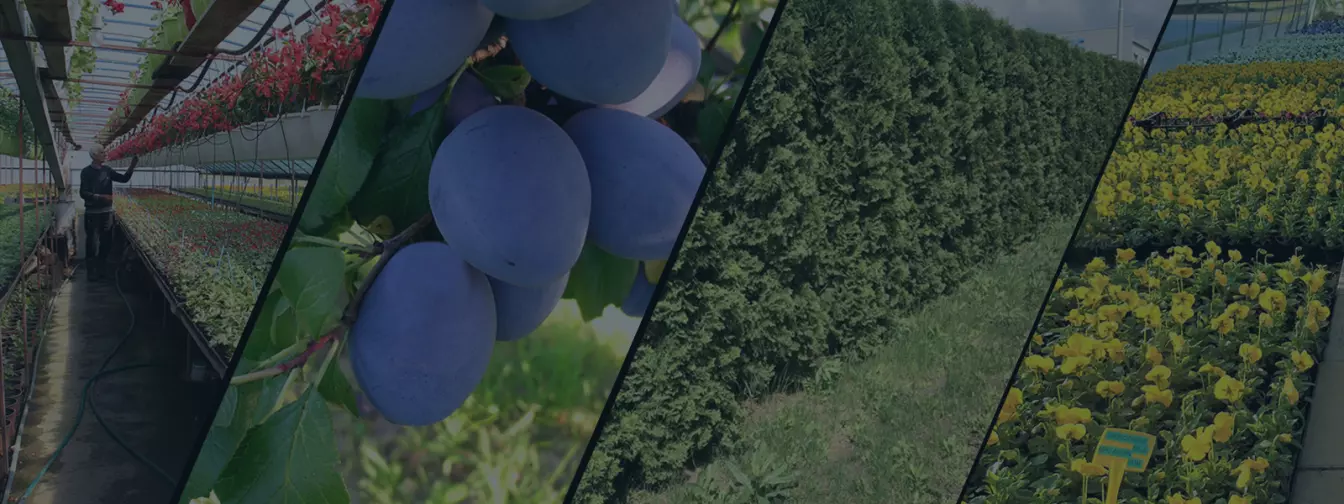 Faiskolák és kertészeti központok