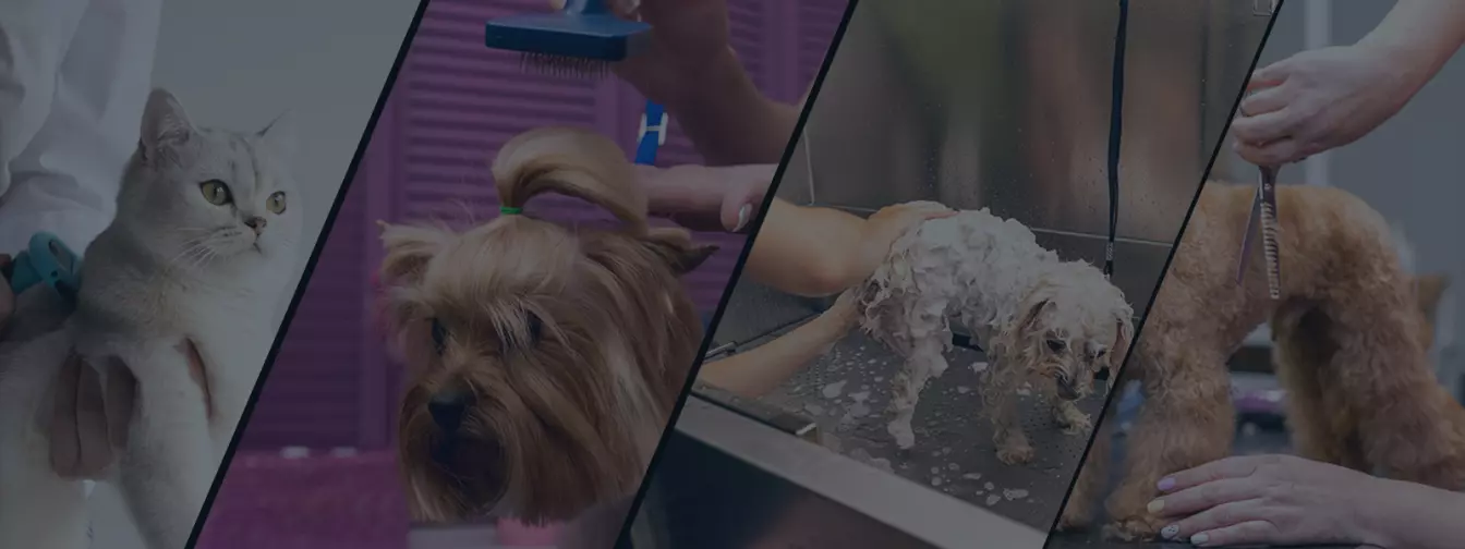 Kisállat szalonok, kozmetikák