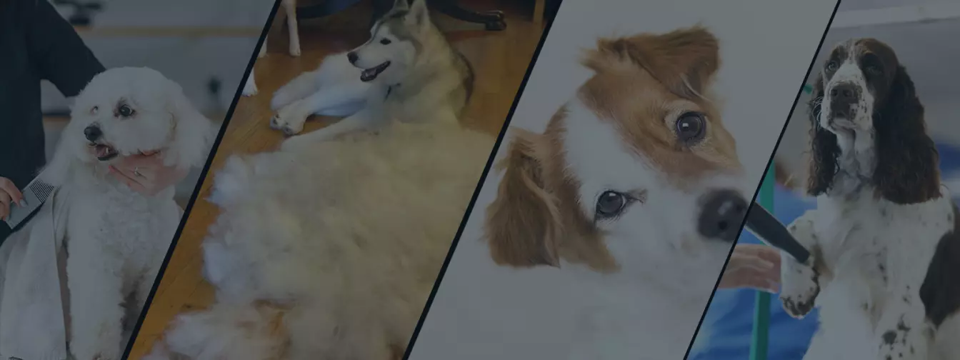 Kisállat szalonok, kozmetikák