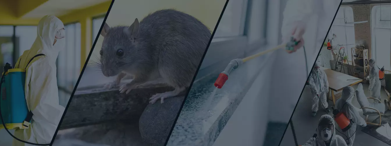 Fertőtlenités, rovarirtás és irtás