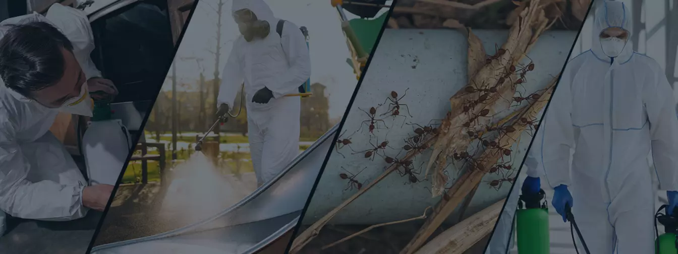 Fertőtlenités, rovarirtás és irtás