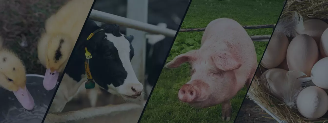 Állat- és baromfitenyésztés