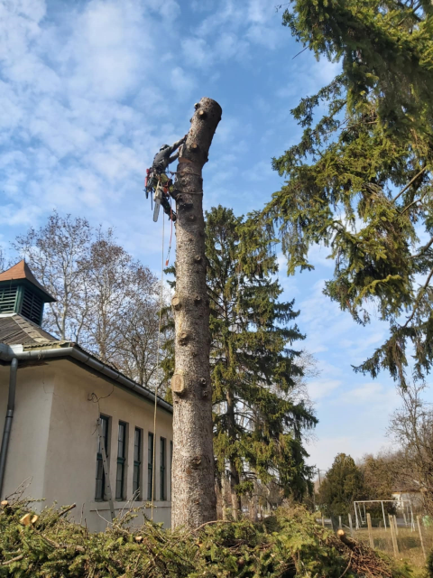 Veszélyes fák kivágása, Sárbogárd, Fejér megye 0.jpeg