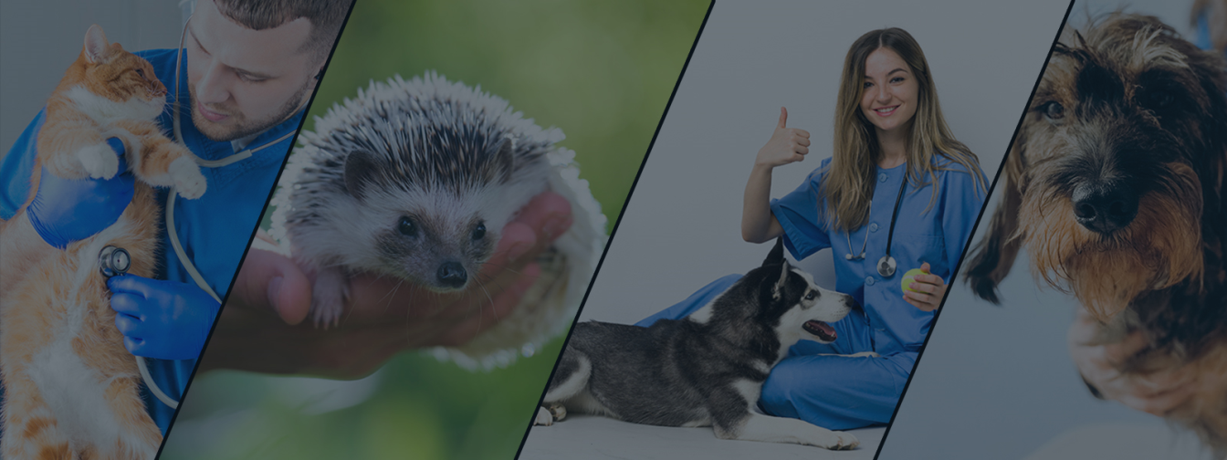 Állatorvosi rendelők és állatorvosok