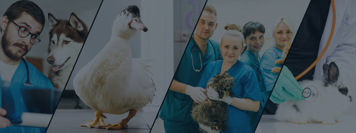 Állatorvosi rendelők és állatorvosok